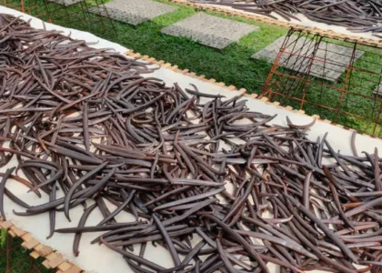 indonesian vanili export