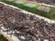 indonesian vanili export
