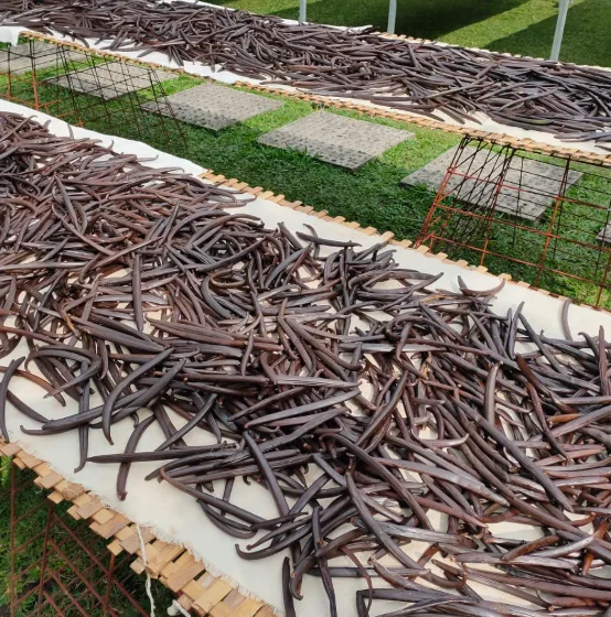 indonesian vanilla